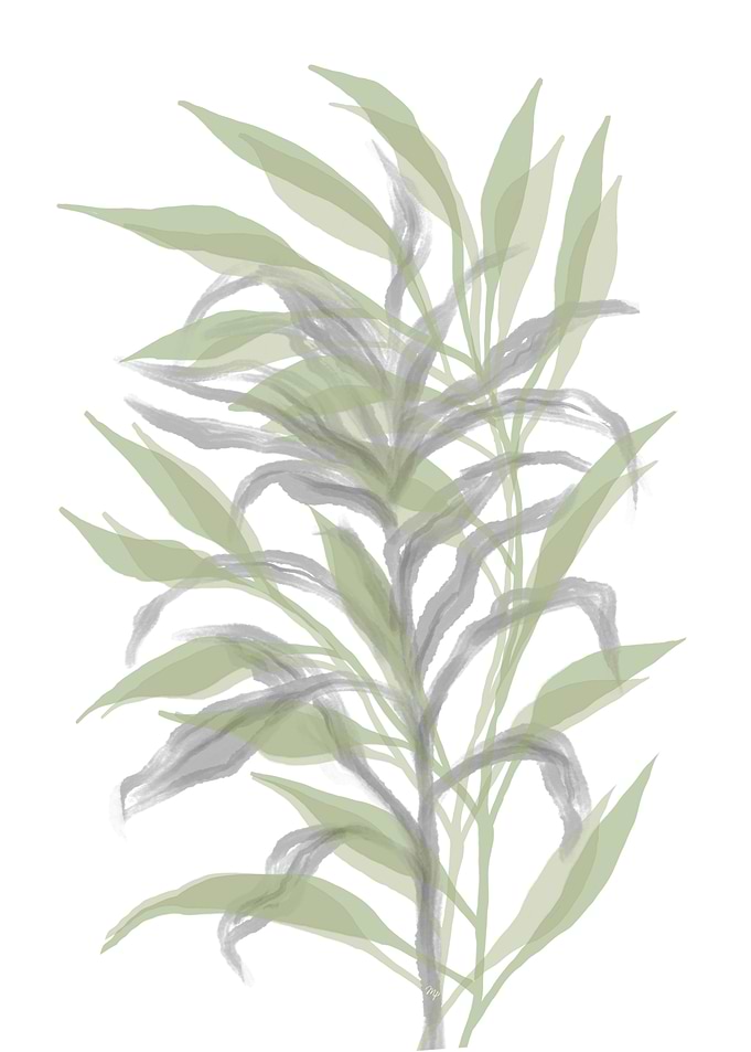 Silent Bamboo