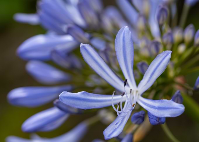 Blue Agapanthus Flower Close-up