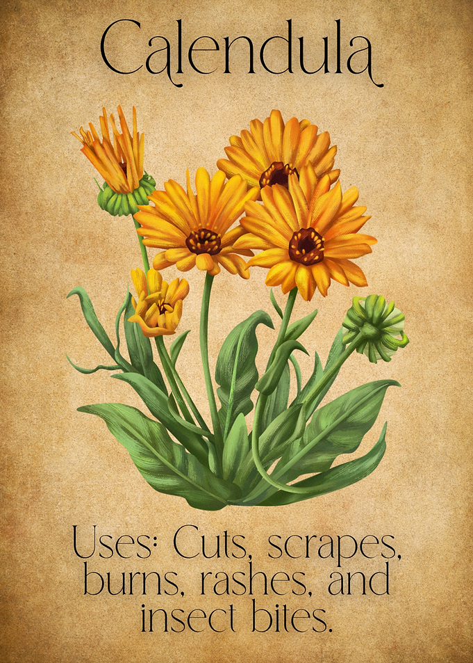 Apothecarys Journal - Calendula Herb Illustration
