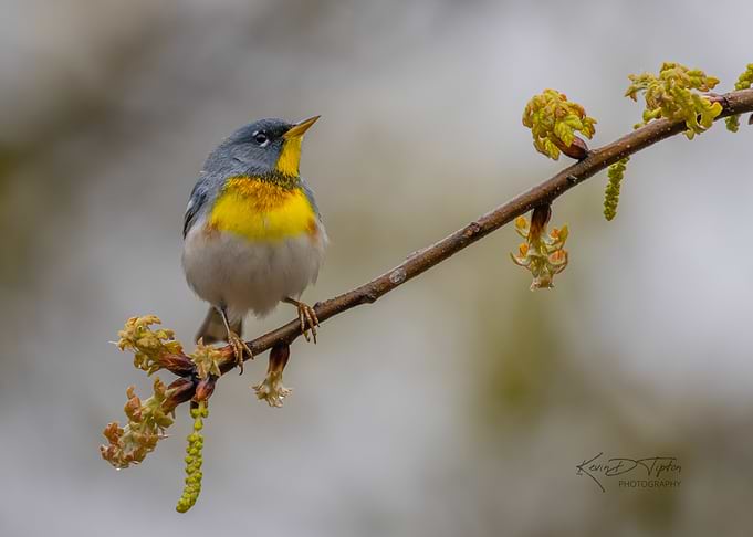 Northern Parula on Branch