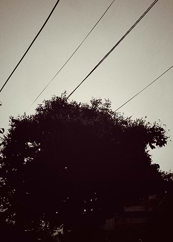 Silhouetted Tree and Power Lines