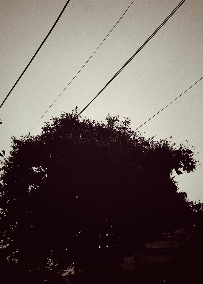 Silhouetted Tree and Power Lines
