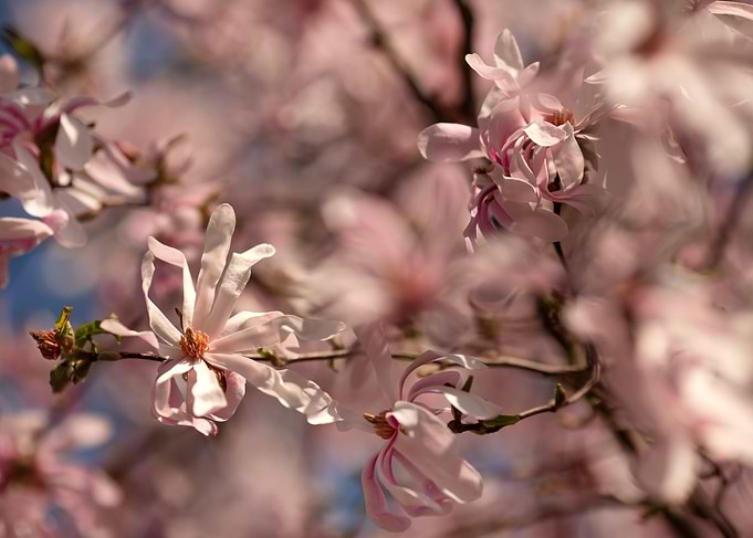 Pink Magnolia Blossoms