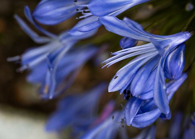 Blue Agapanthus Flowers