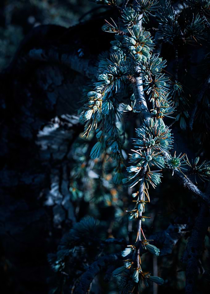 Pine Branch Close-Up