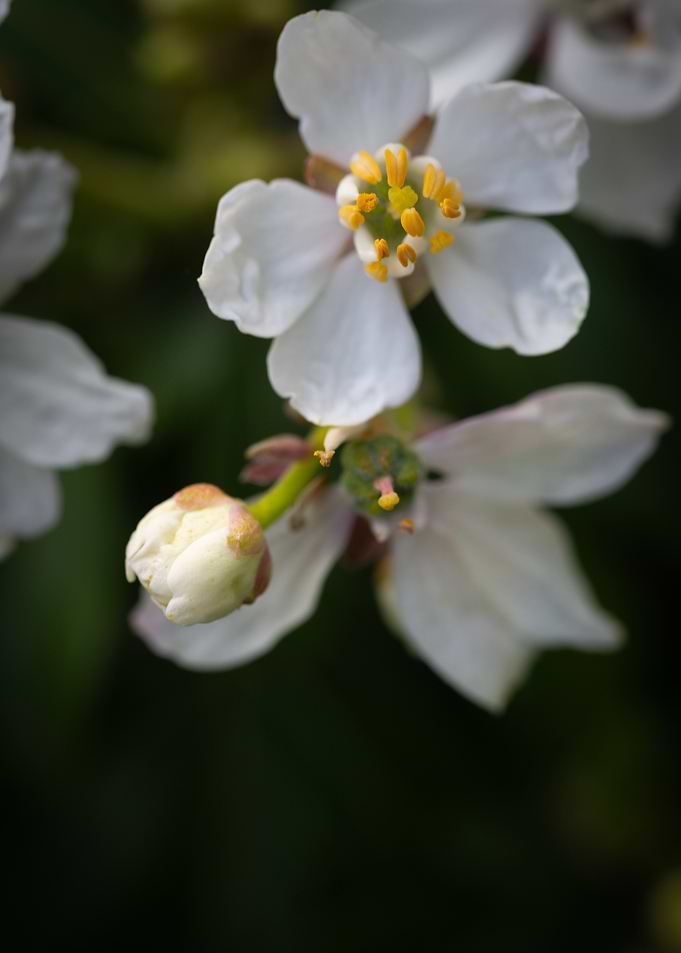 White Flower Close-Up