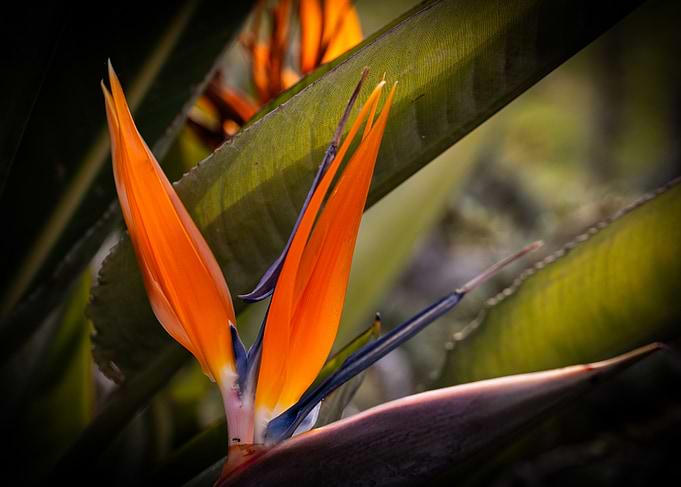 Bird of Paradise Flower