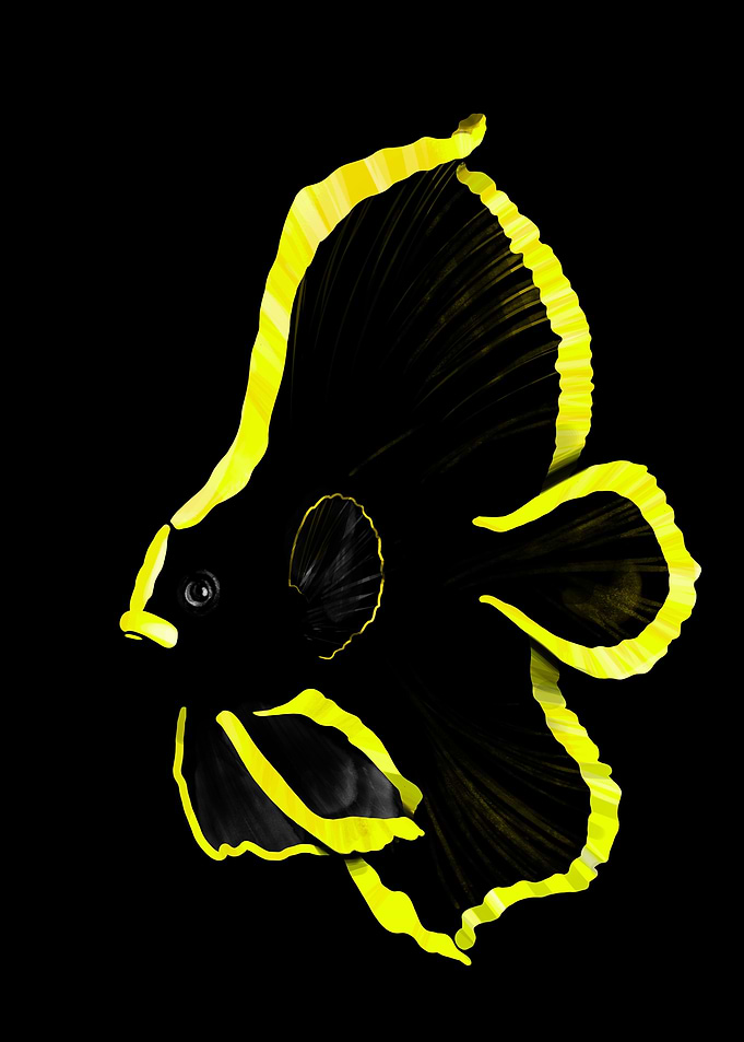Black and Yellow Fish