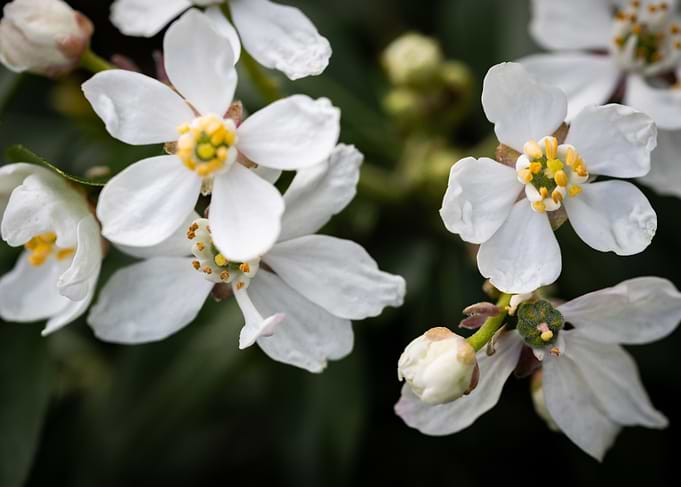 White Flowers Close-Up