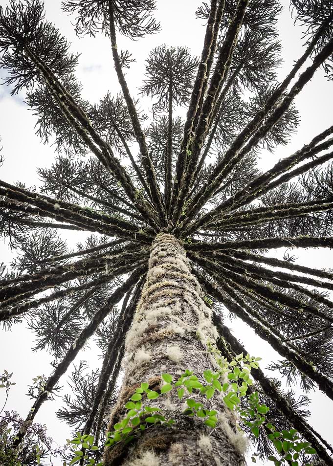 Araucaria Tree