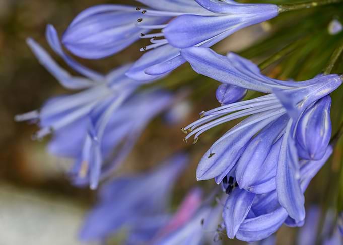Close-up Purple Flowers
