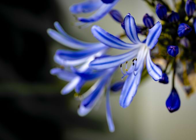 Blue Agapanthus Flower