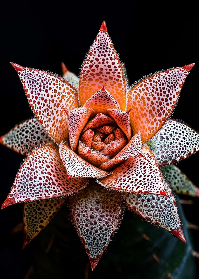 Spotted Succulent