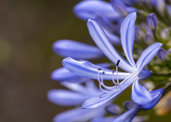Close-up Purple Flower