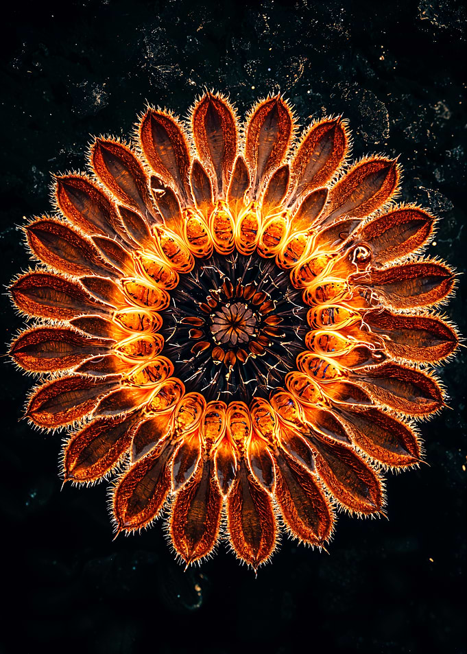 Golden Flower Mandala