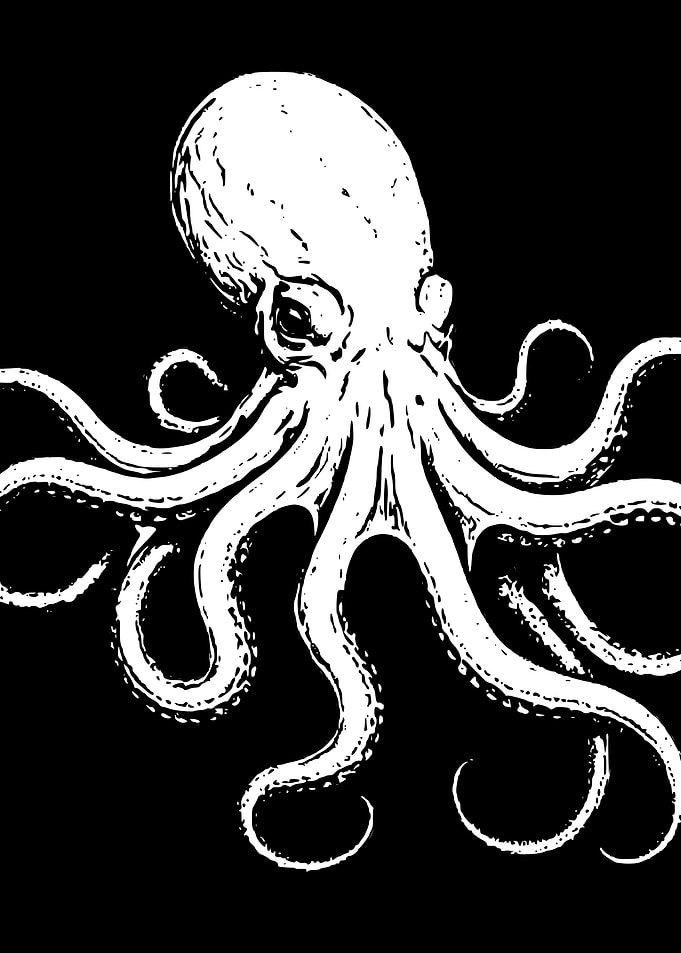 Octopus Illustration