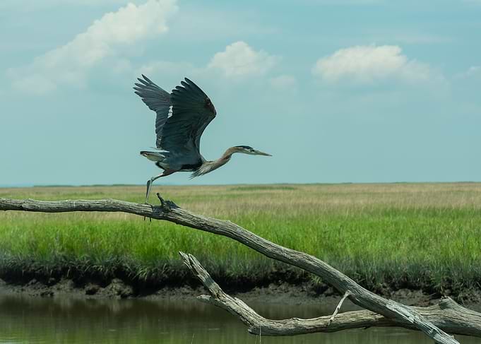 Great Blue Heron Taking Flight