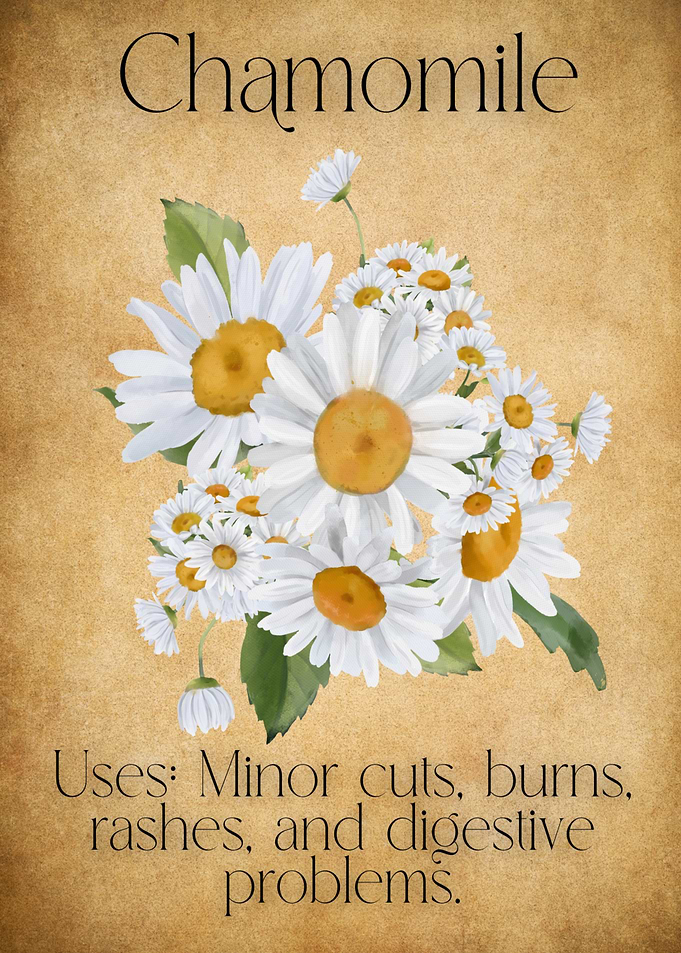 Apothecarys Journal - Chamomile Flower Illustration