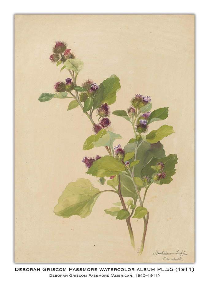Watercolor Botanical Illustration