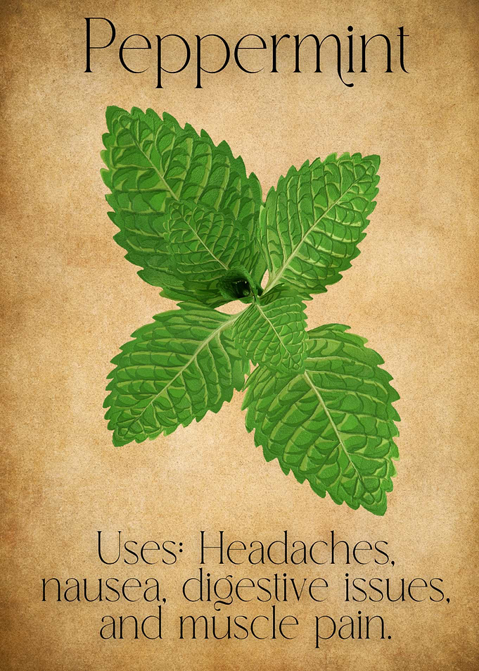 Apothecarys Journal - Peppermint Herb Illustration