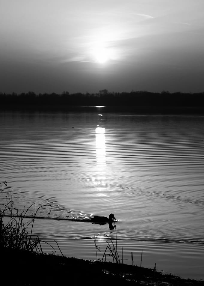 Duck at Sunset