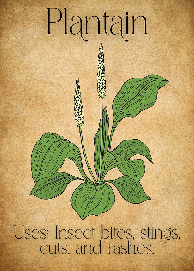 Apothecarys Journal - Plantain Herb Illustration