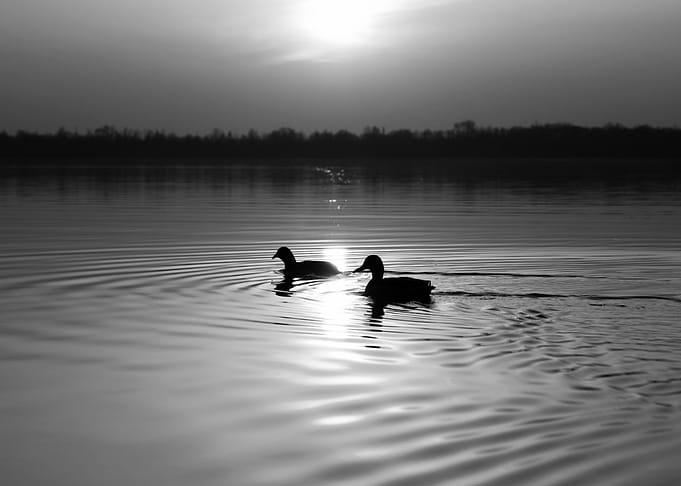 Ducks at Sunset