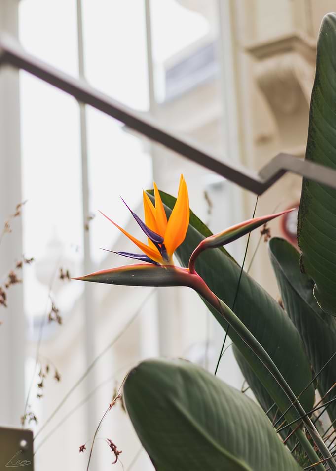 Bird of Paradise Flower