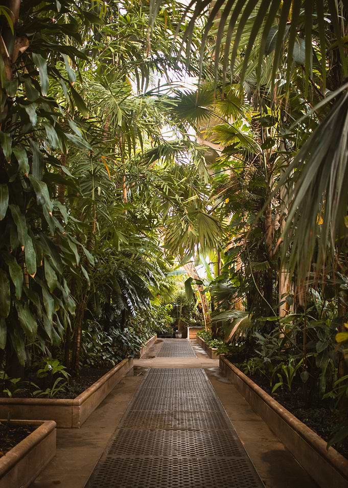 Tropical Greenhouse Path