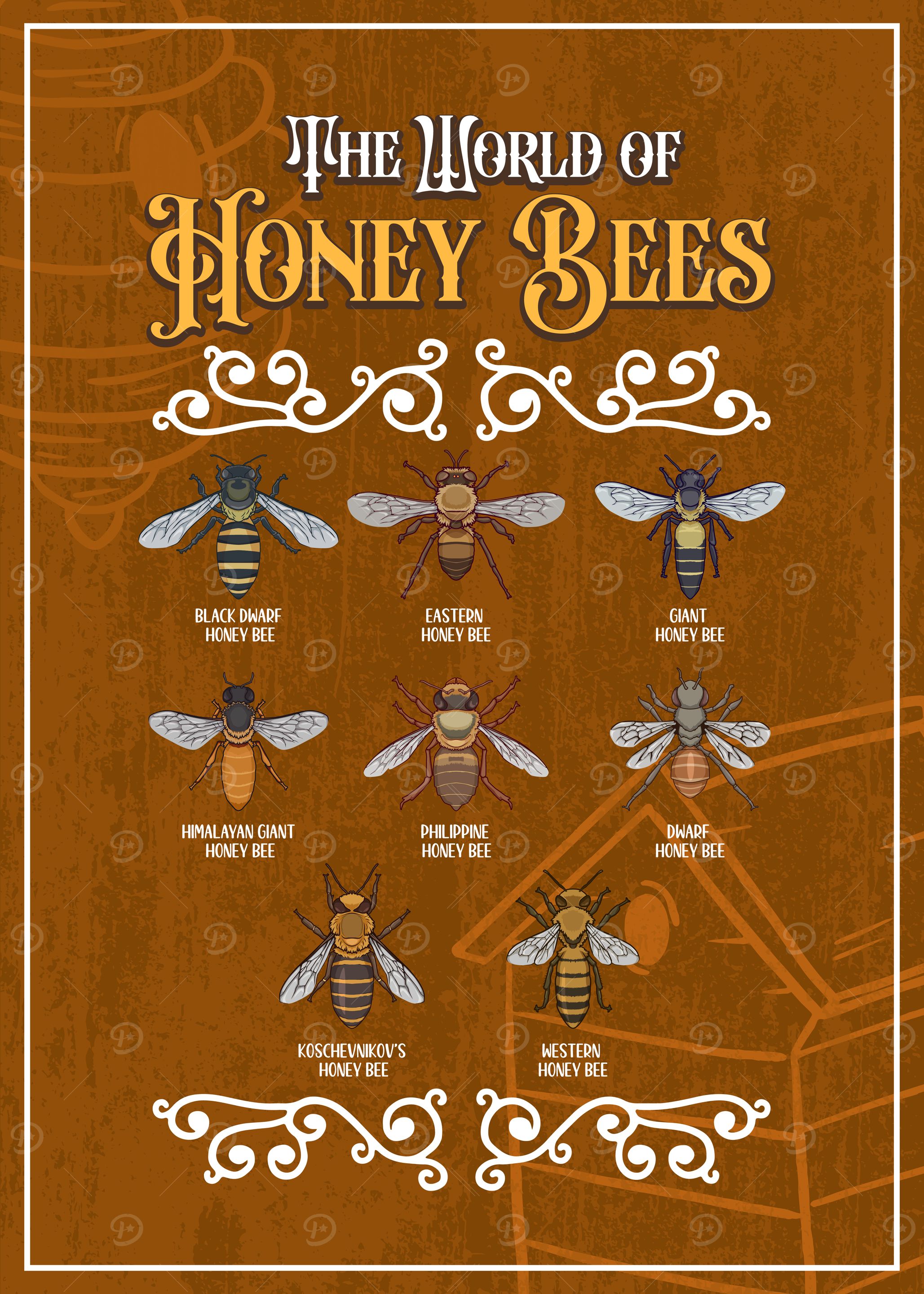 Honey Bee Species Chart