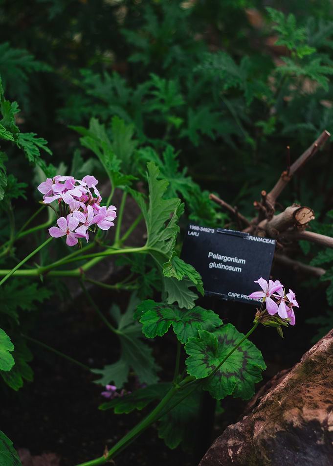 Perlagonium