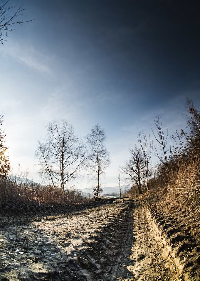 Dirt Road Through Trees
