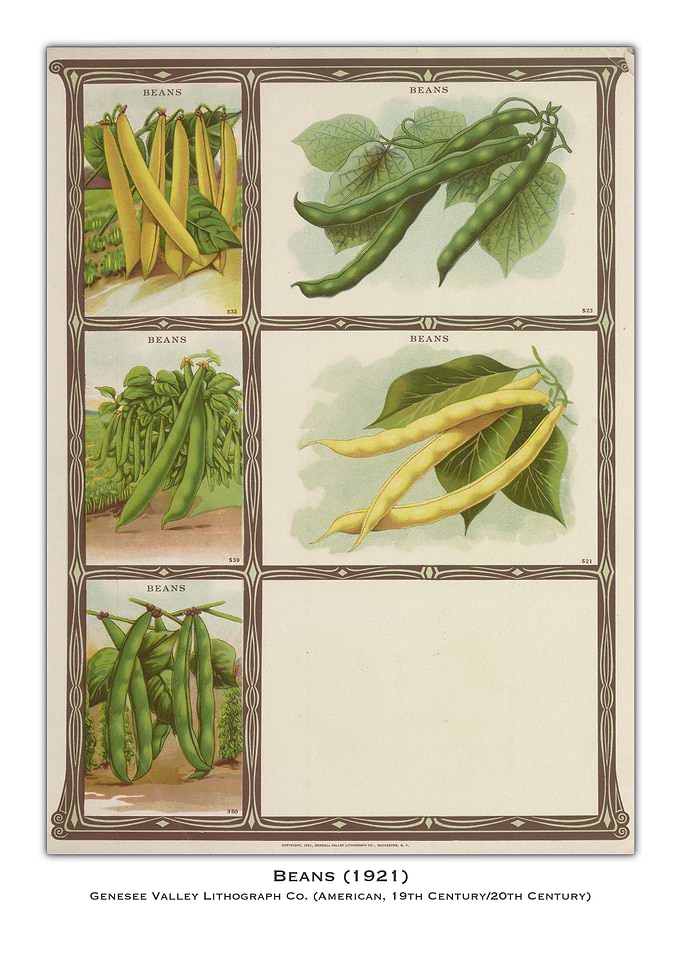 Vintage Bean Illustration