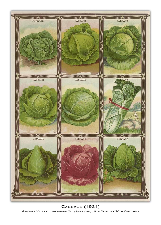 Vintage Cabbage Poster