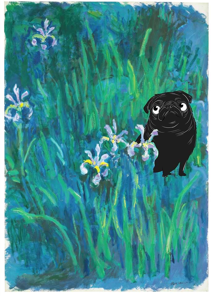 Pug Monnet Iris Garden