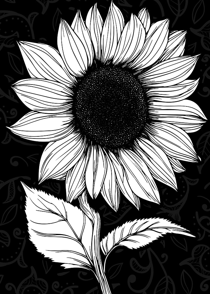 Black and White Sunflower