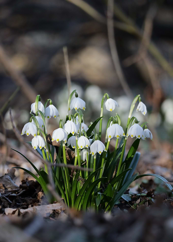 Spring Snowflakes
