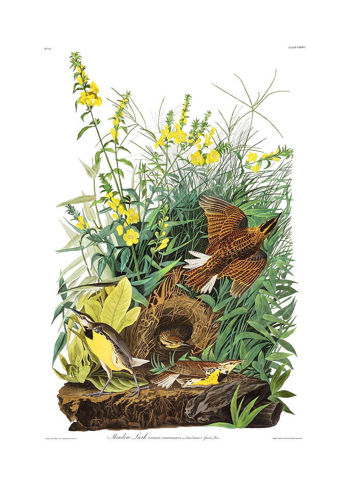 The Birds of America - Meadow Lark