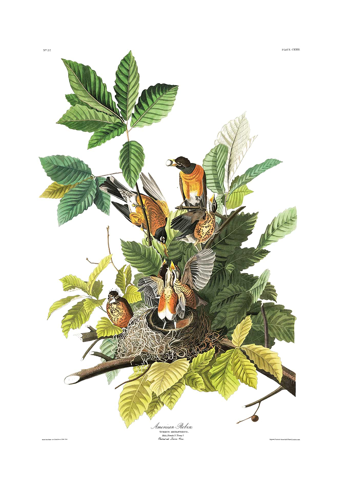 The Birds of America - American Robin