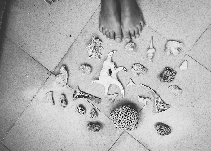 Seashells and Coral