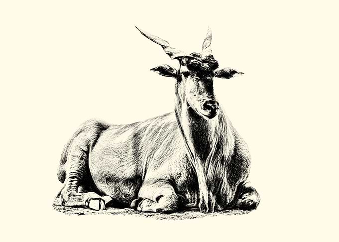Eland Antelope Drawing