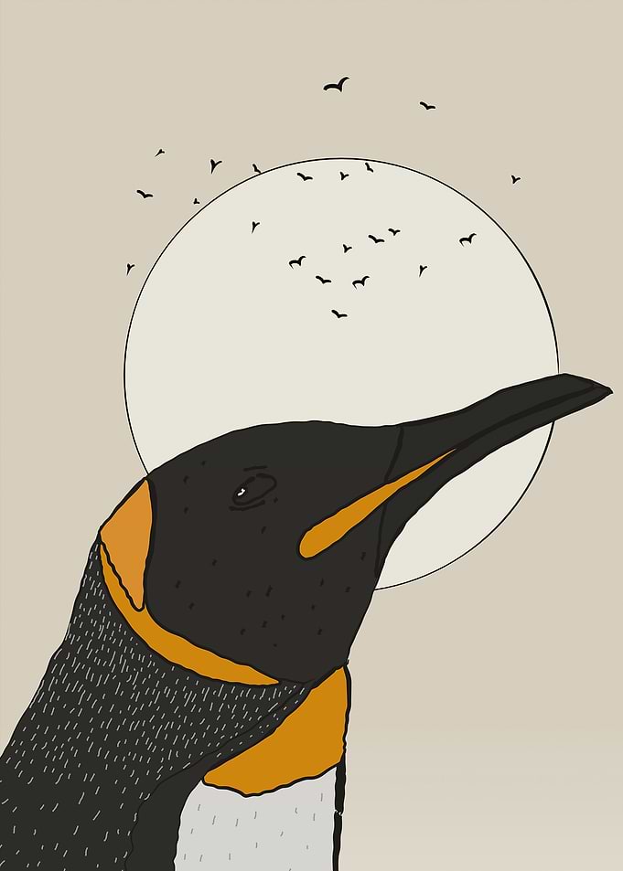King Penguin Illustration