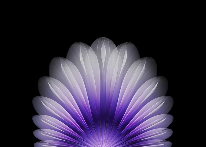 Purple and White Flower Abstract