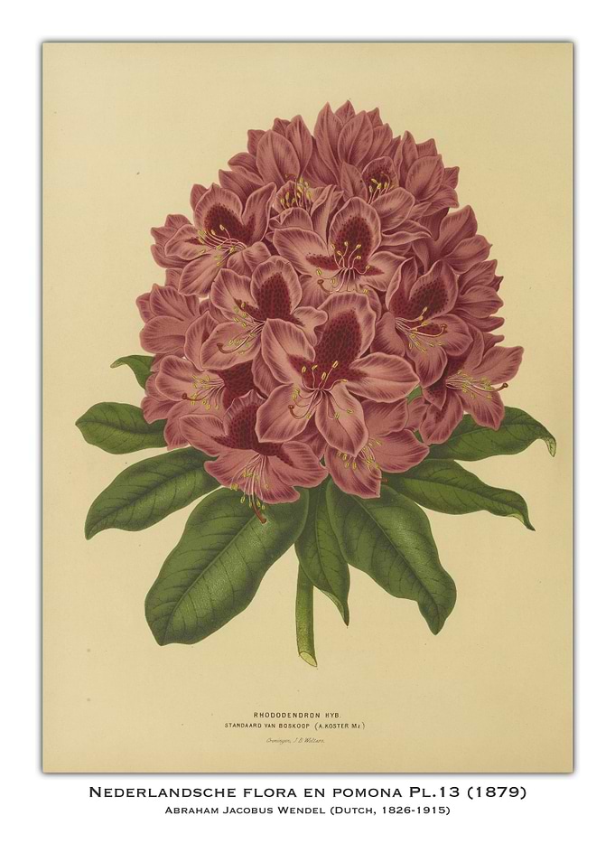 Rhododendron Flower Illustration