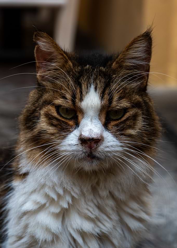 Roma Tabby Cat