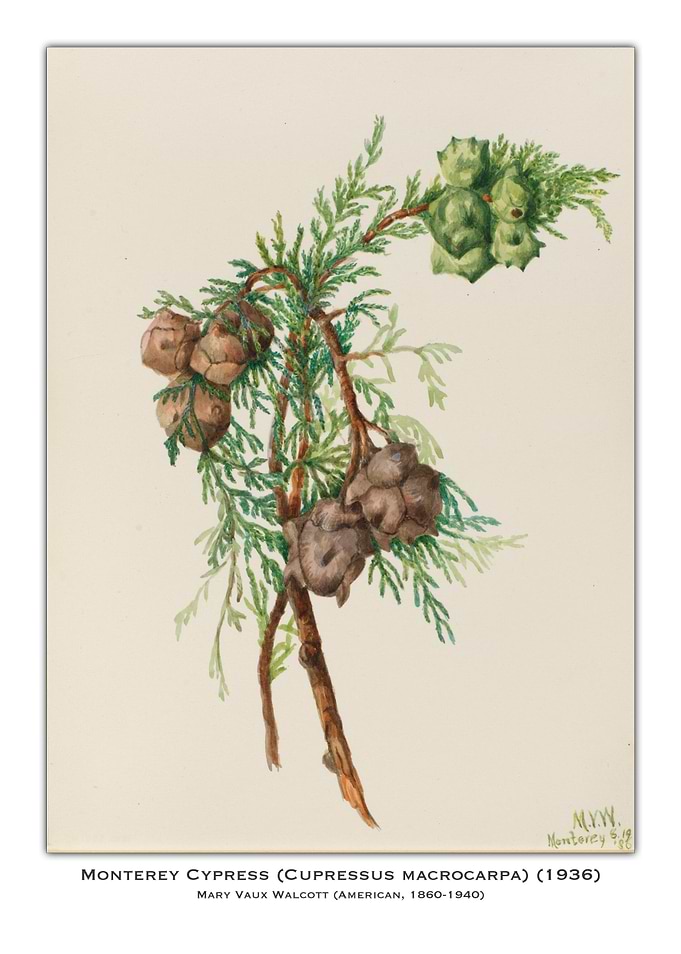 Monterey Cypress Watercolor