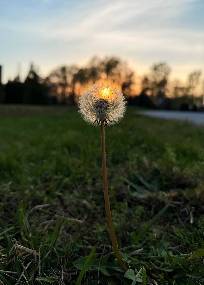 Dandelion Sunset