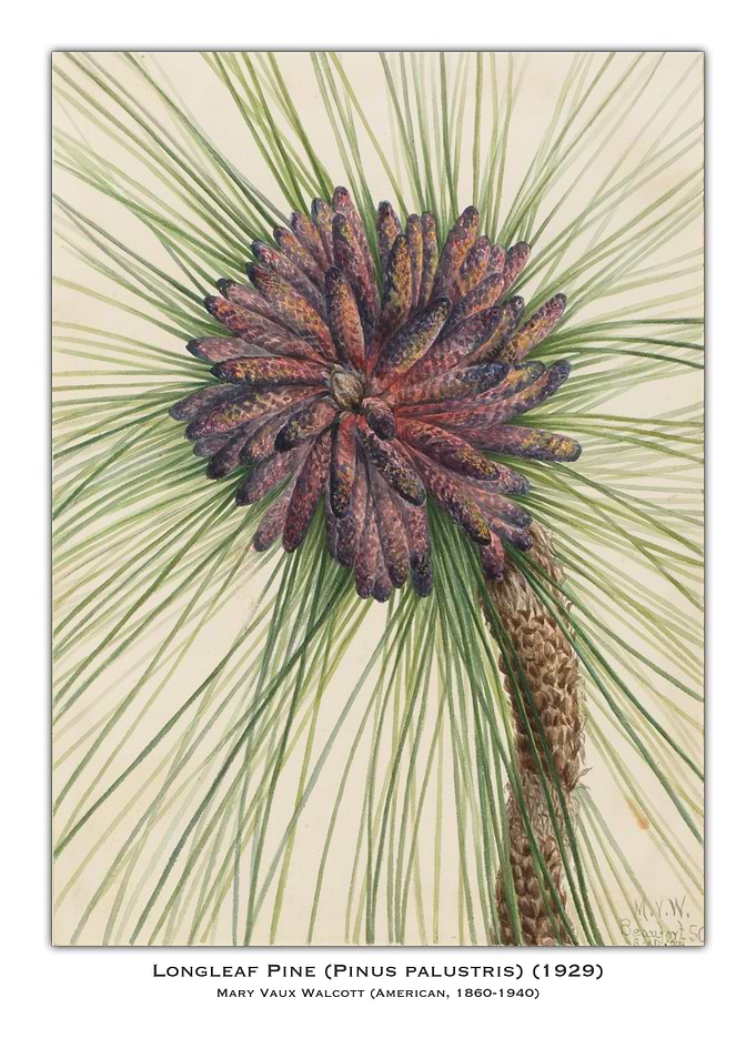 Longleaf Pine Botanical Illustration