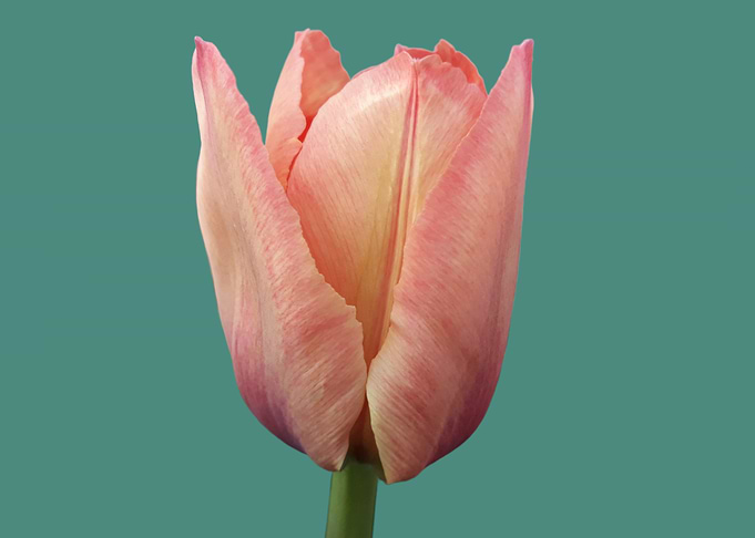 Coral Tulip Bud