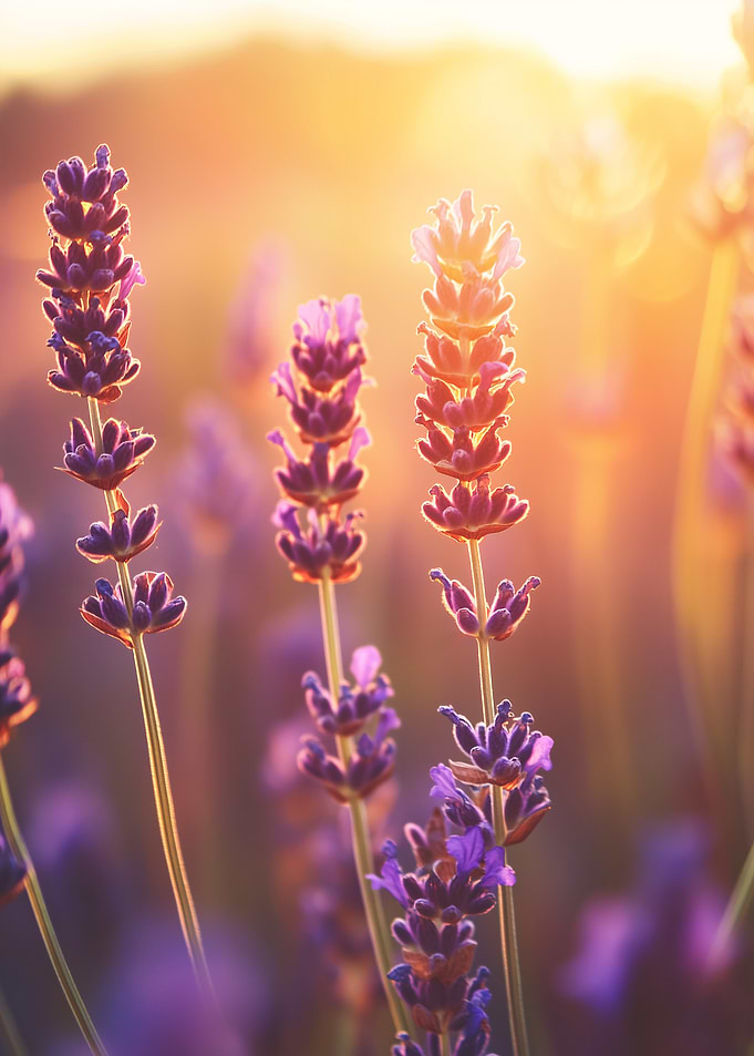 Lavender Sunset